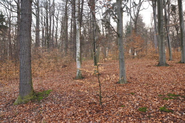 Kolešovice - Zámecký park