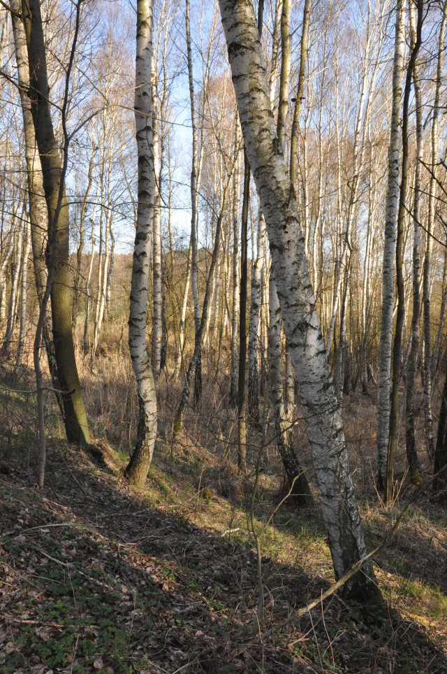 Lišany - Červená louka (Lišanské rašeliniště)