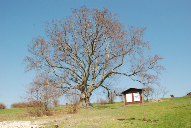 Mšecké Žehrovice - Džbánský buk