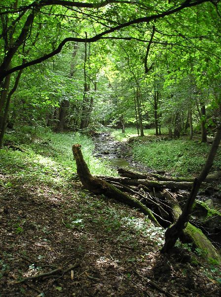 Karlova Ves - Týřov - Oupořský potok