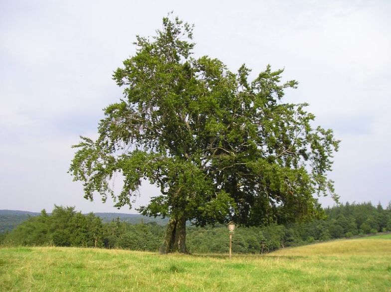 Městečko, Požáry - Požárský buk