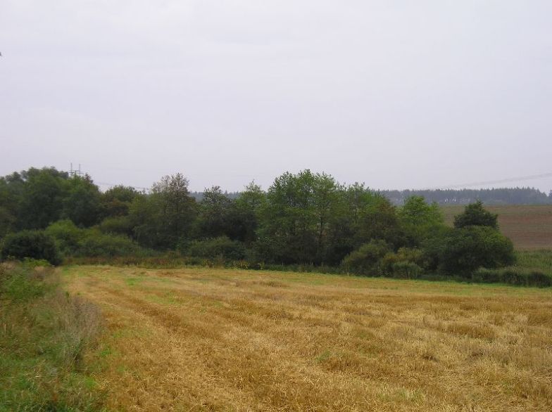 Nesuchyně - Niva Novodvorského potoka