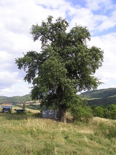 Nezabudice - Hrušeň plánička