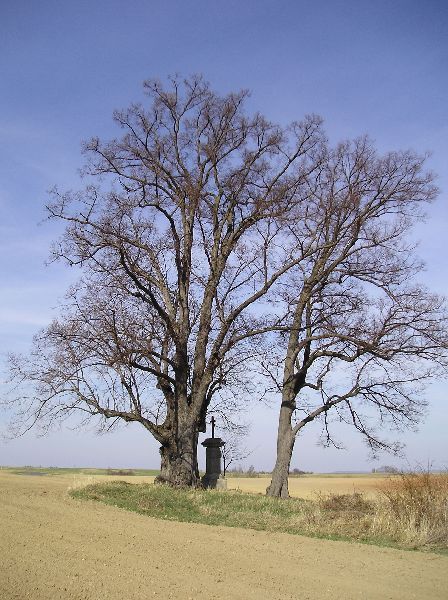 Oráčov - Tři lípy u Oráčova