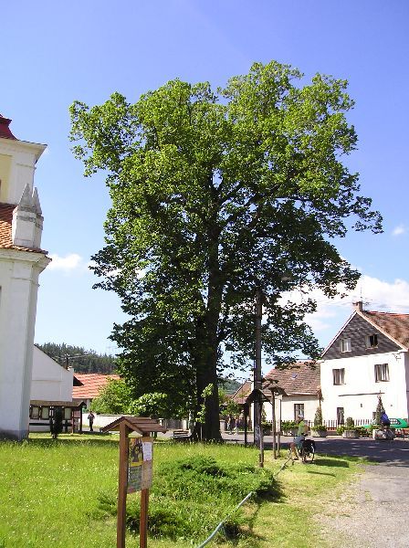 Skryje - Lípa u kostela