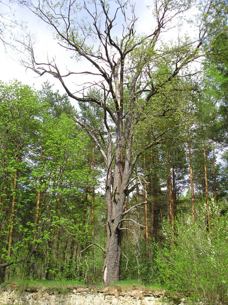 Lužná - Břek u Sládkova kříže