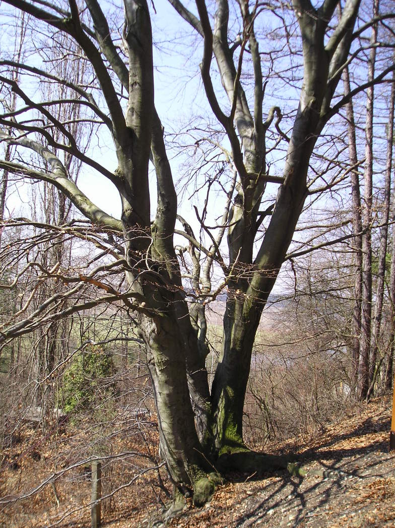 Nové Strašecí - Novostrašecký buk I