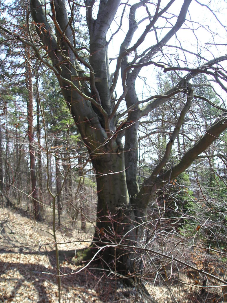 Nové Strašecí - Novostrašecký buk I