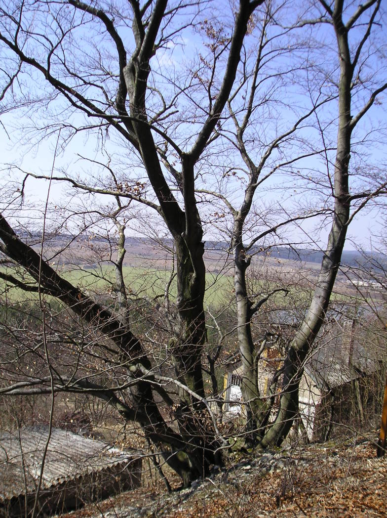 Nové Strašecí - Novostrašecký buk II