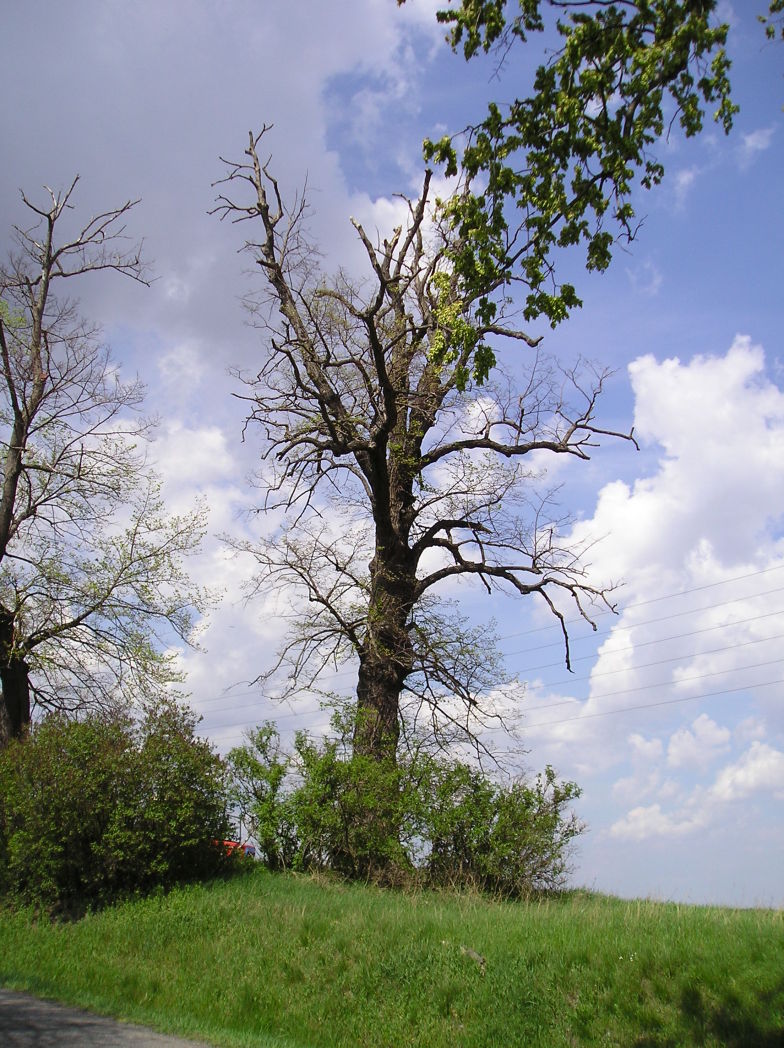 Olešná - Dvě lípy