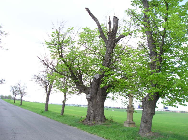 Olešná - Lípa u Olešné