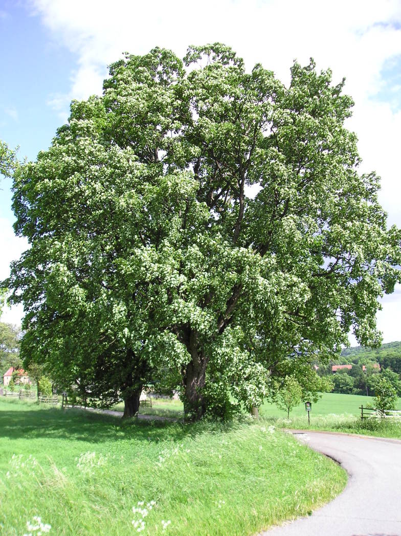 Ruda - Břeková alej na Brejli