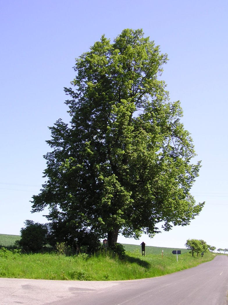 Slabce, Rousínov - Lípa v Rousínově