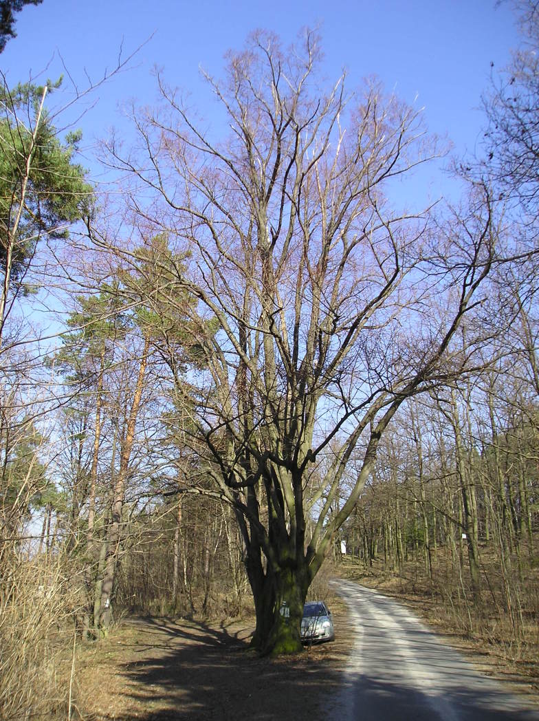 Jesenice - Dvě lípy u Velkého rybníka