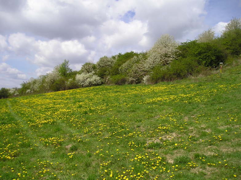 Řevničov - Řevničovská stráň