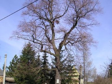 Oráčov, Klečetné - Lípa u sochy Panny Marie