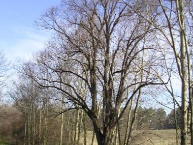 Oráčov, Klečetné - Lípa v Klečetné