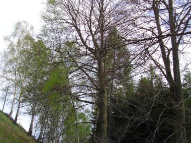 Lužná - Buk pod Merkovkou