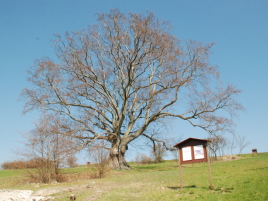 Mšecké Žehrovice - Džbánský buk