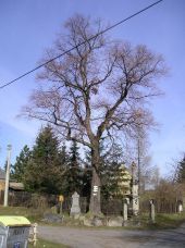 Oráčov, Klečetné - Lípa u sochy Panny Marie